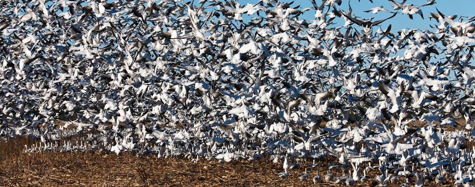 Snow Geese Blast Off