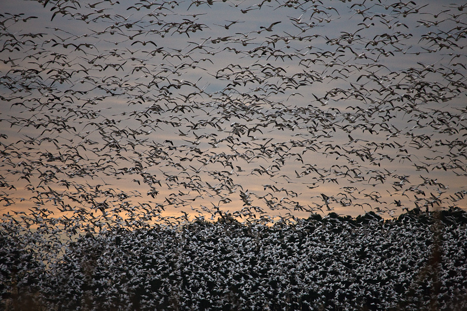 Snow Geese Dawn